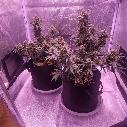 Diablo Rojo xl auto & Auto betty growlog timeline photo