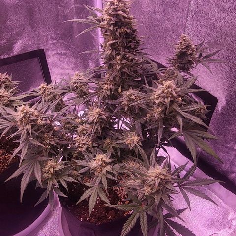 Diablo Rojo xl auto & Auto betty growlog timeline photo