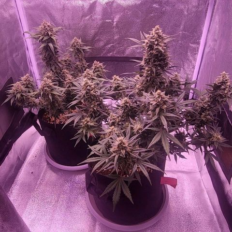Diablo Rojo xl auto & Auto betty growlog timeline photo