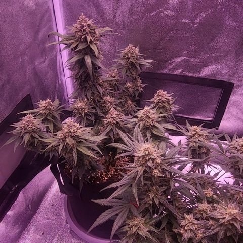 Diablo Rojo xl auto & Auto betty growlog timeline photo
