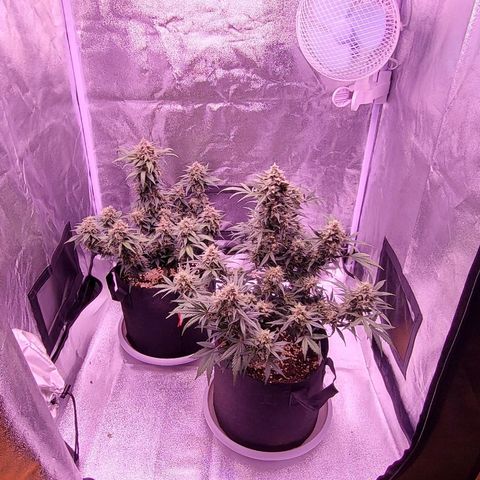 Diablo Rojo xl auto & Auto betty growlog timeline photo