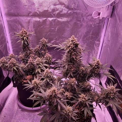 Diablo Rojo xl auto & Auto betty growlog timeline photo