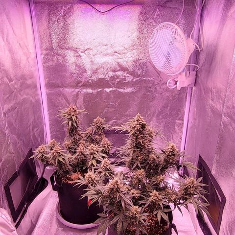 Diablo Rojo xl auto & Auto betty growlog timeline photo