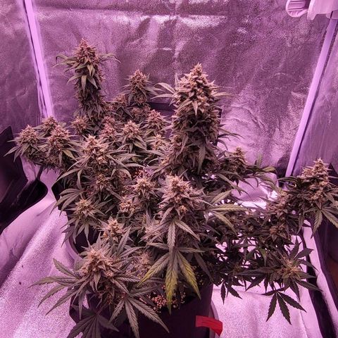 Diablo Rojo xl auto & Auto betty growlog timeline photo