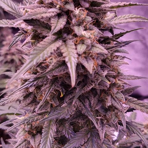 Diablo Rojo xl auto & Auto betty growlog timeline photo