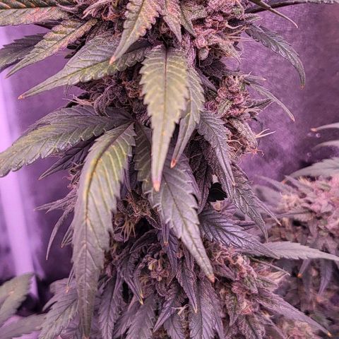 Diablo Rojo xl auto & Auto betty growlog timeline photo
