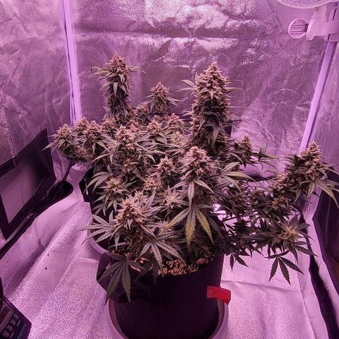 Diablo Rojo xl auto & Auto betty growlog timeline photo