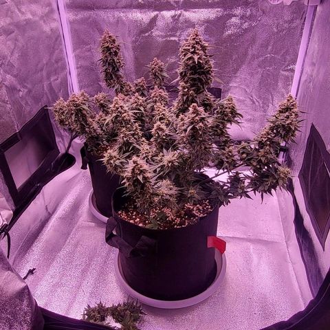 Diablo Rojo xl auto & Auto betty growlog timeline photo