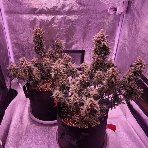 Diablo Rojo xl auto & Auto betty growlog timeline photo