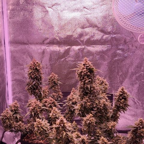 Diablo Rojo xl auto & Auto betty growlog timeline photo
