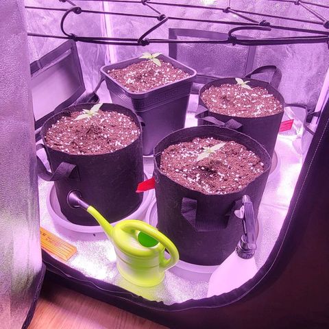 Auto Future #1 growlog timeline photo