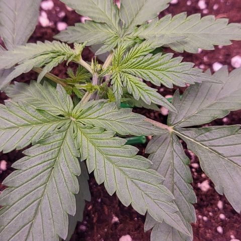 Auto Future #1 growlog timeline photo