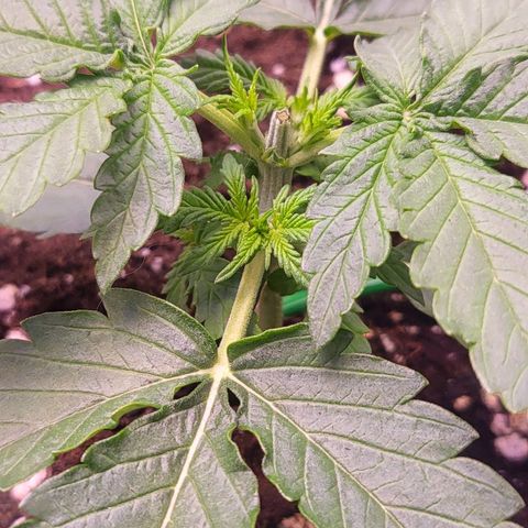 Auto Future #1 growlog timeline photo