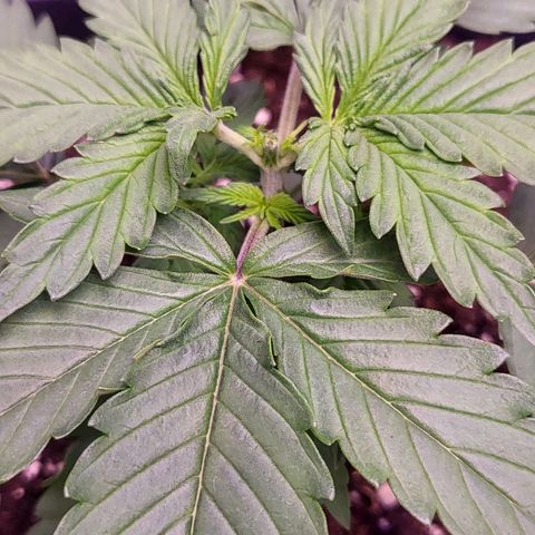 Auto Future #1 growlog timeline photo