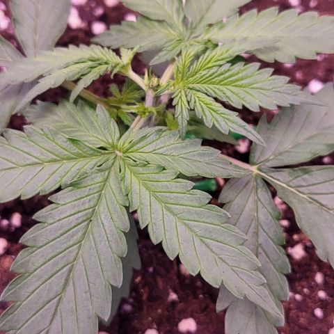 Auto Future #1 growlog timeline photo