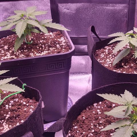 Auto Future #1 growlog timeline photo