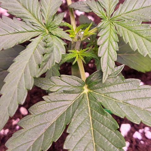 Auto Future #1 growlog timeline photo