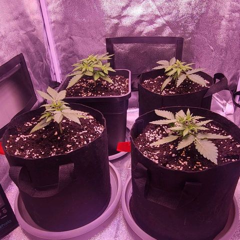 Auto Future #1 growlog timeline photo