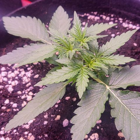 Auto Future #1 growlog timeline photo