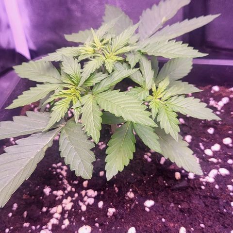 Auto Future #1 growlog timeline photo