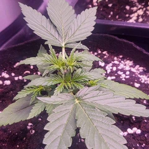 Auto Future #1 growlog timeline photo