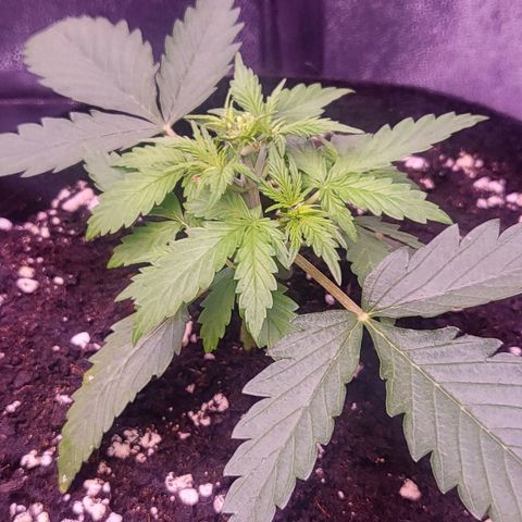 Auto Future #1 growlog timeline photo