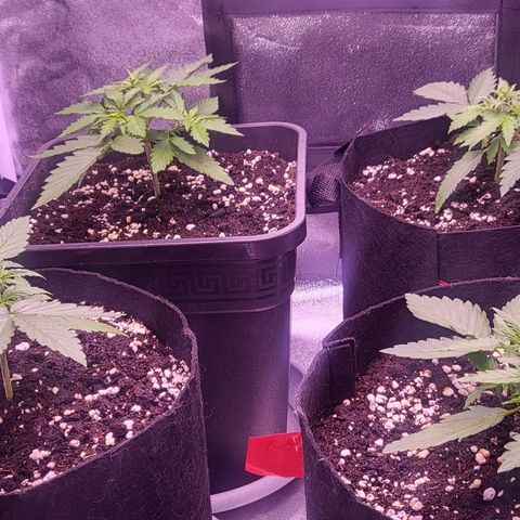 Auto Future #1 growlog timeline photo