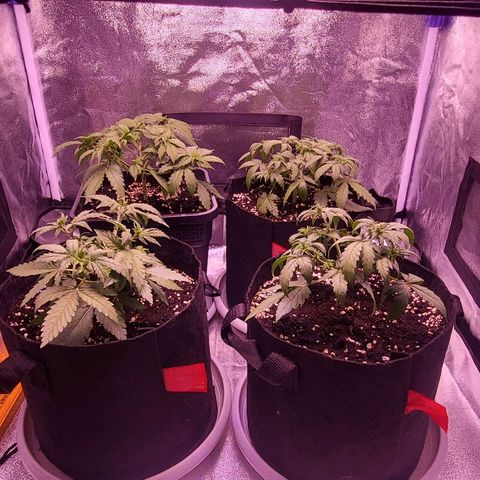 Auto Future #1 growlog timeline photo