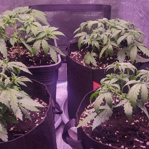 Auto Future #1 growlog timeline photo