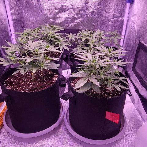 Auto Future #1 growlog timeline photo