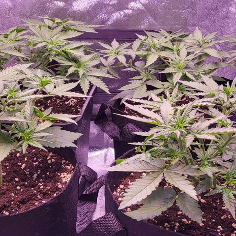 Auto Future #1 growlog timeline photo