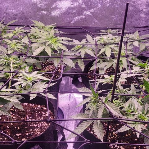 Auto Future #1 growlog timeline photo