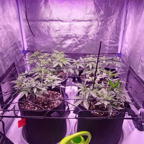 Auto Future #1 growlog timeline photo