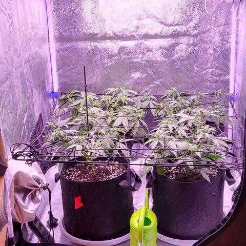 Auto Future #1 growlog timeline photo