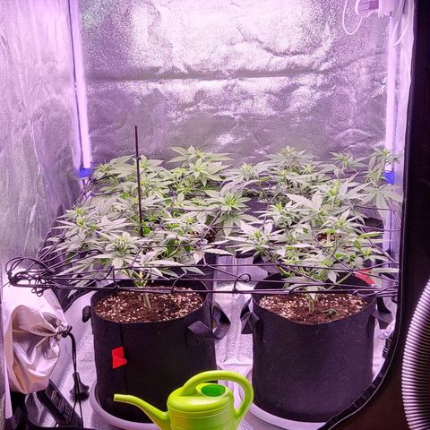 Auto Future #1 growlog timeline photo