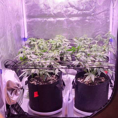 Auto Future #1 growlog timeline photo