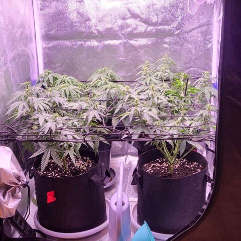 Auto Future #1 growlog timeline photo