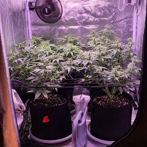 Auto Future #1 growlog timeline photo