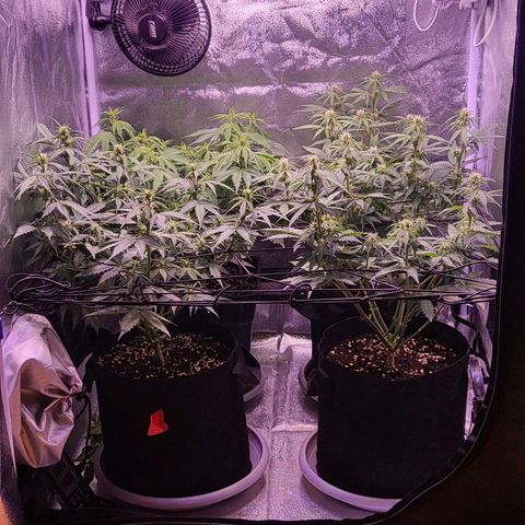 Auto Future #1 growlog timeline photo