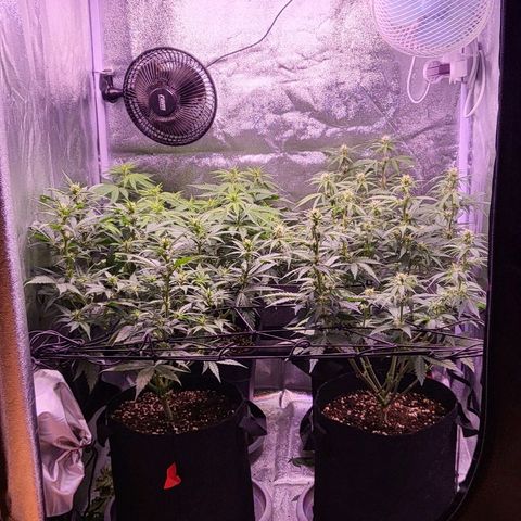 Auto Future #1 growlog timeline photo