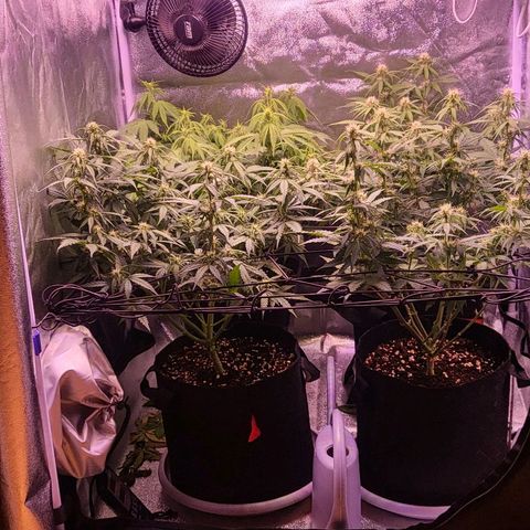 Auto Future #1 growlog timeline photo