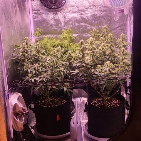 Auto Future #1 growlog timeline photo
