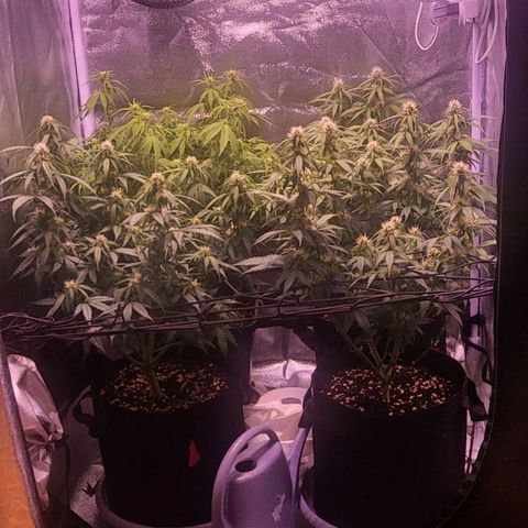 Auto Future #1 growlog timeline photo