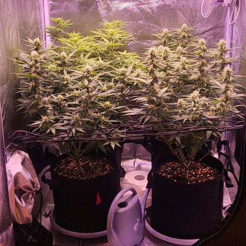 Auto Future #1 growlog timeline photo