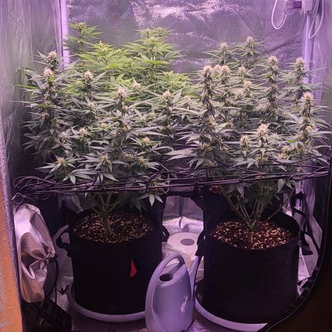 Auto Future #1 growlog timeline photo