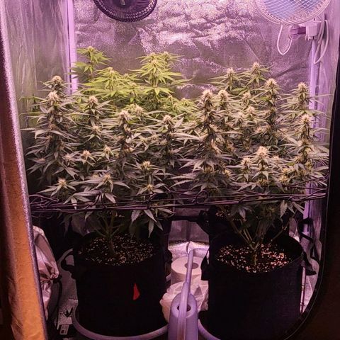 Auto Future #1 growlog timeline photo