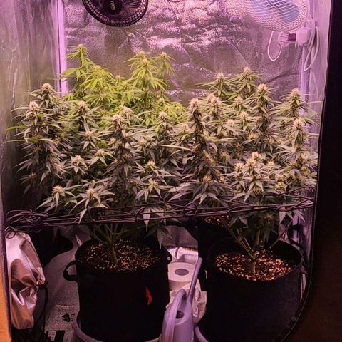 Auto Future #1 growlog timeline photo