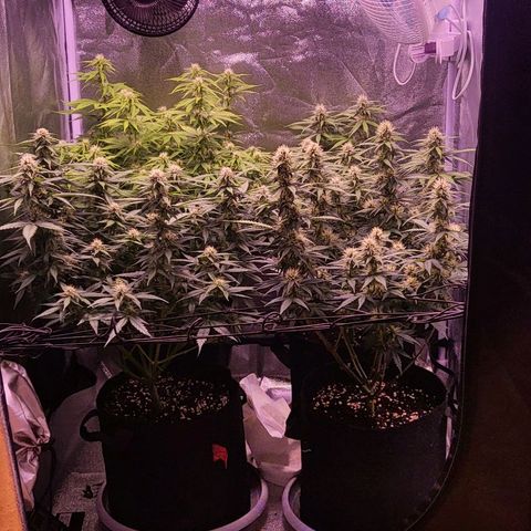 Auto Future #1 growlog timeline photo