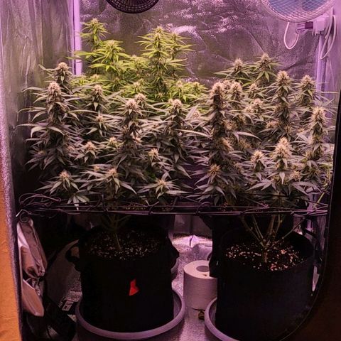 Auto Future #1 growlog timeline photo