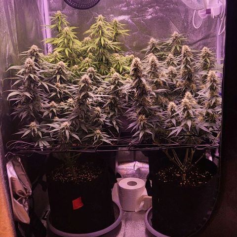 Auto Future #1 growlog timeline photo